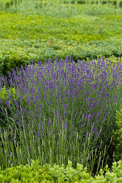 istock the flourishing lavender 478333892