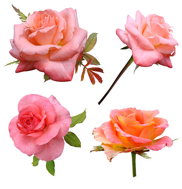 istock Roses flowers it is isolated 478334115