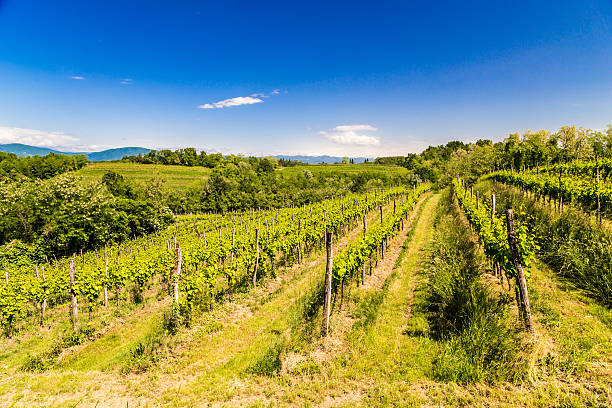 istock grapevine field in the italian countryside 478334116