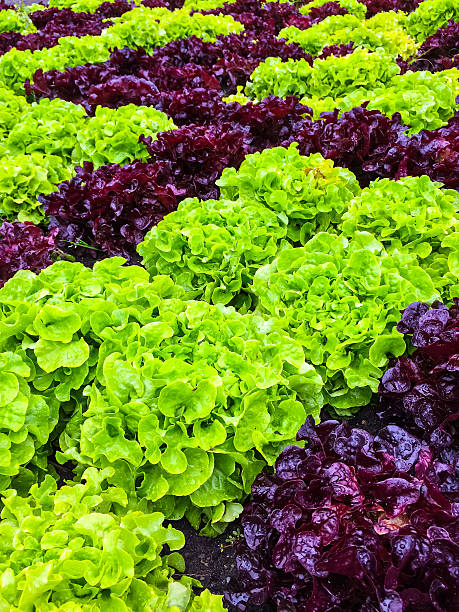 istock Green and red lettuce in the summer garden 478334234