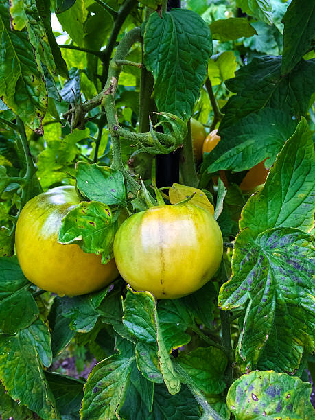 tomates maturação sobre vine - tomato vegetable garden mobilestock autumn - fotografias e filmes do acervo