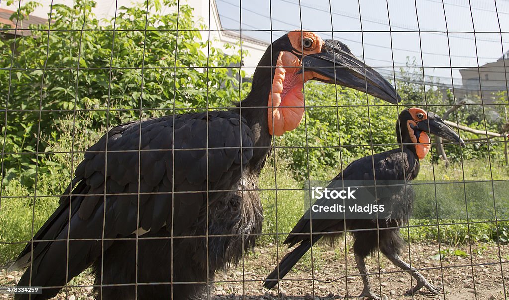 Große Bilder des Kafrsky horned raven. zoo von Moskau, Russland - Lizenzfrei Bildhintergrund Stock-Foto