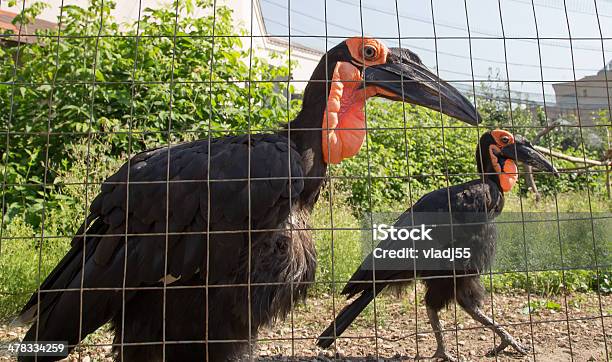 Große Bilder Des Kafrsky Horned Raven Zoo Von Moskau Russland Stockfoto und mehr Bilder von Bildhintergrund