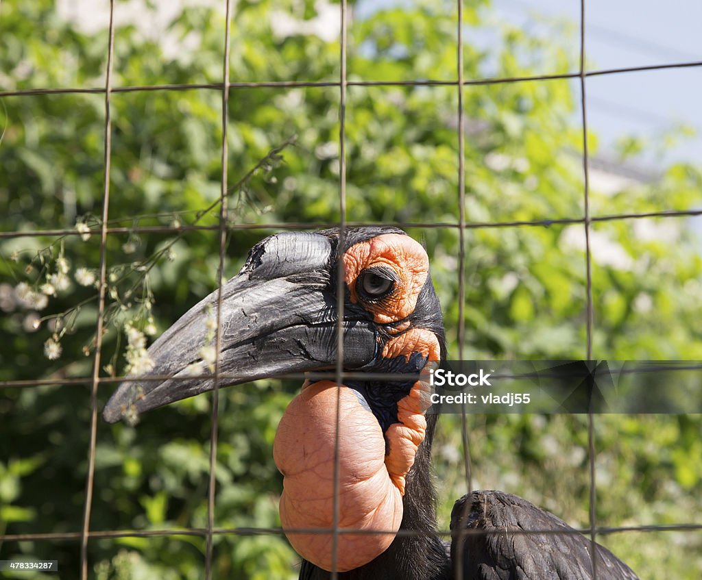 Большие изображения Kafrsky Рогатая raven - Стоковые фото Ворон роялти-фри