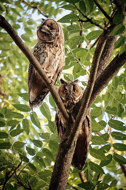 bufo-pequeno - night perching owl imagens e fotografias de stock