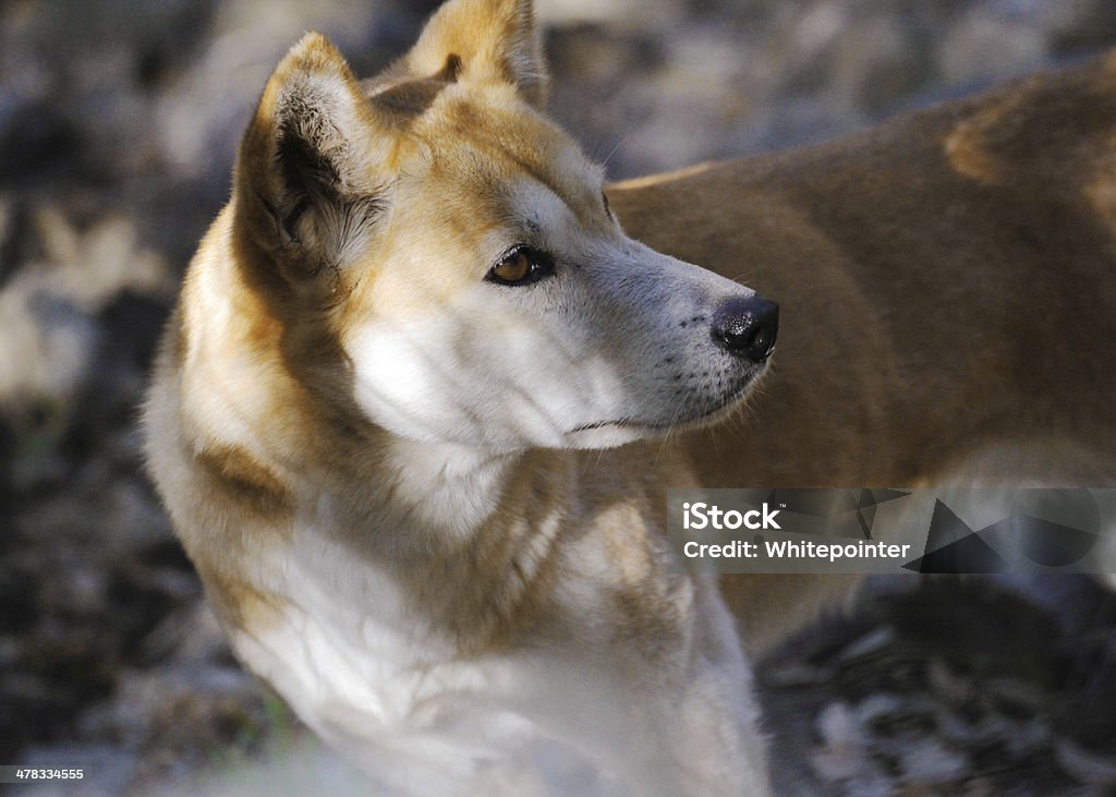 Dingo (Canis lupus dingo) The dingo or Canis Lupus is a free-ranging dog found mainly in Australia, as well as Southeast Asia. Animal Stock Photo