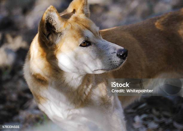 Dingo Stock Photo - Download Image Now - Animal, Animal Body Part, Animal Head