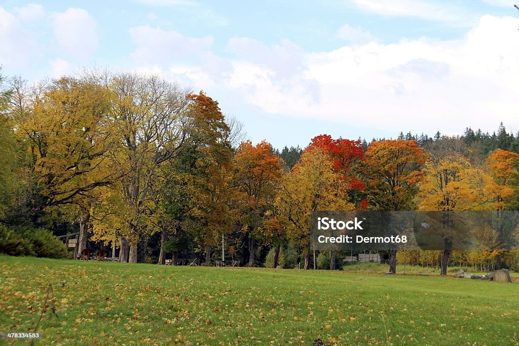 Automne Marchez à travers les montagnes de Sumava - Photo de Arbre libre de droits