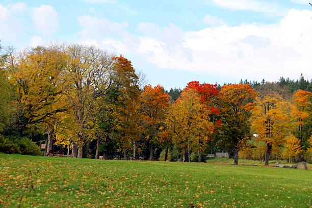istock Autumn Walk through the Sumava Mountains 478334583