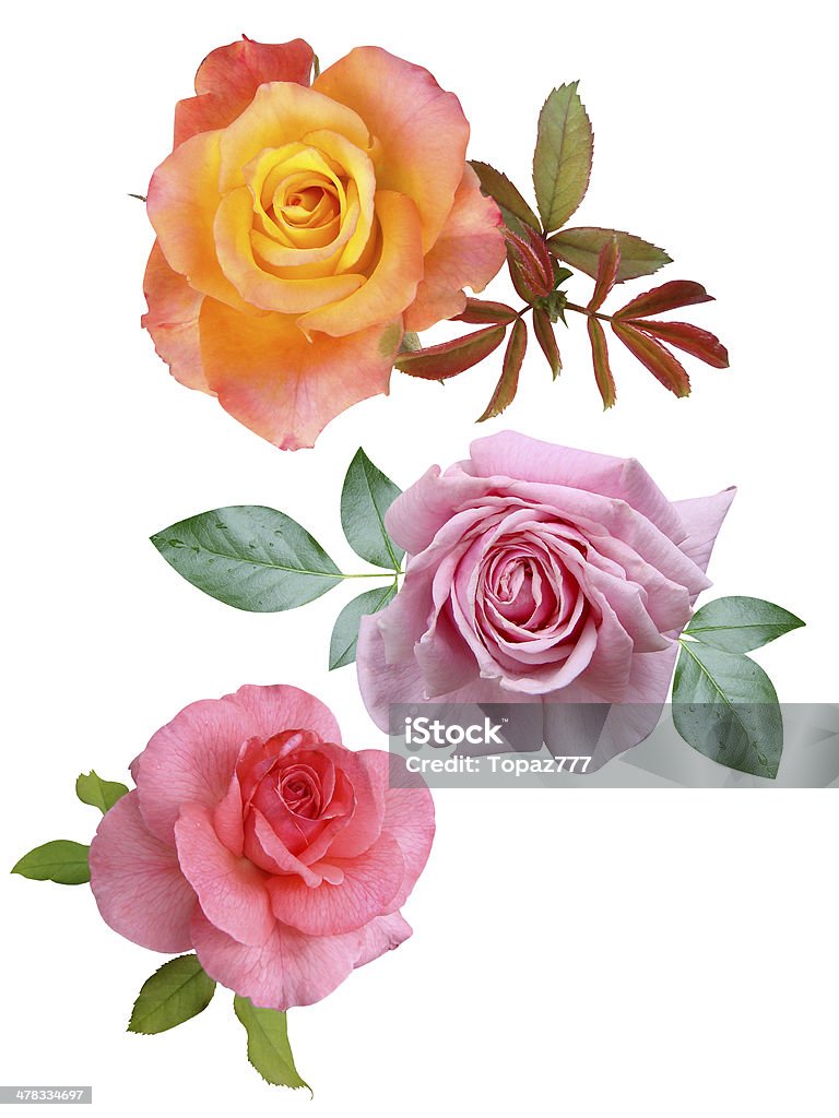 rose Blumen isoliert - Lizenzfrei Baumblüte Stock-Foto