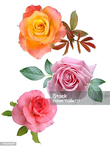 Rose Blumen Isoliert Stockfoto und mehr Bilder von Baumblüte - Baumblüte, Bildkomposition und Technik, Blatt - Pflanzenbestandteile