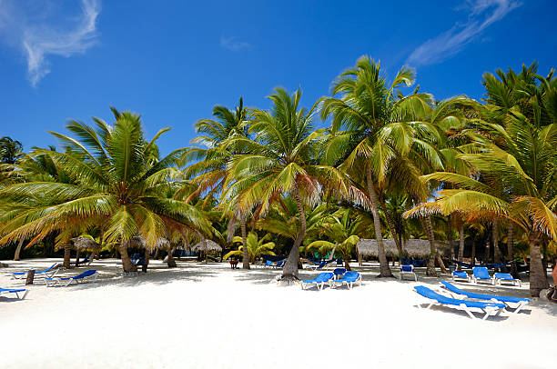 istock Paradise beach with palms and sunbeds 478334725