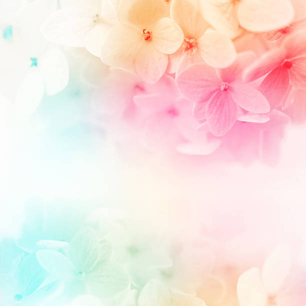 istock colorful flowers background, fresh summer in soft style 478334828