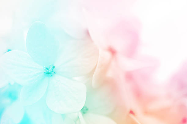 istock colorful flowers background, fresh summer in soft style 478334838