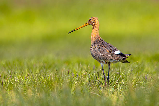 istock Black tailed Godwit on green grassy background 478335164