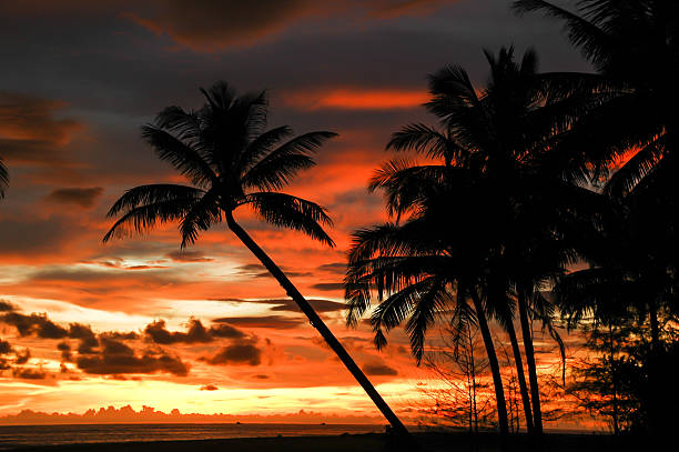 istock Silhouettes of coconut trees in the evening. 478335487