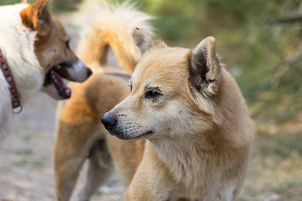istock Face of Thai dog 478335853