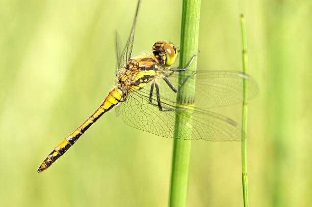 Dragonfly on a straw stock photo