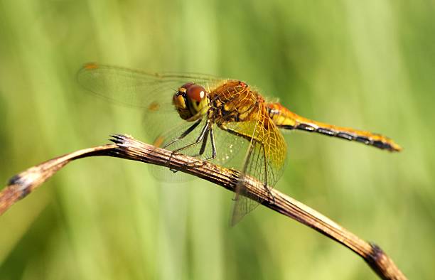 Dragonfly on a straw stock photo