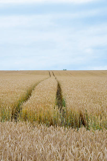 istock Golden barley field6 478336107