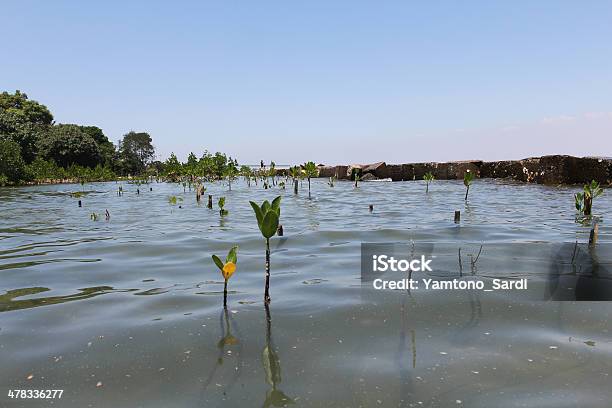 Alberi Di Mangrovie - Fotografie stock e altre immagini di Acqua - Acqua, Acqua potabile, Albero