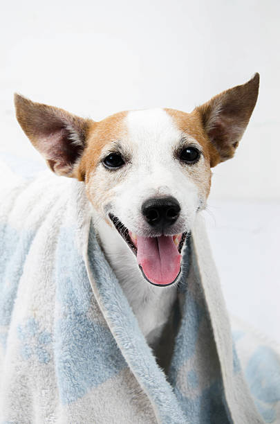 istock Jack russel portrait with towel on white background 478336466