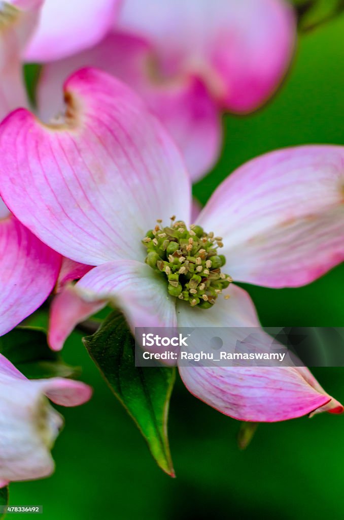 Pink Flowering Dogwood close-up of pink flowering dogwood on tree branch 2015 Stock Photo