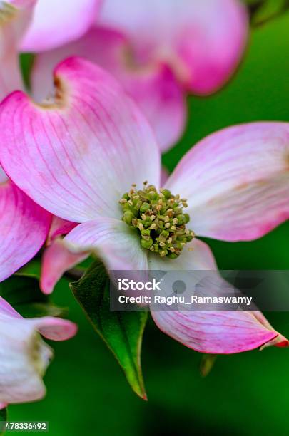 Pink Flowering Dogwood Stock Photo - Download Image Now - 2015, Arrowwood, Beauty