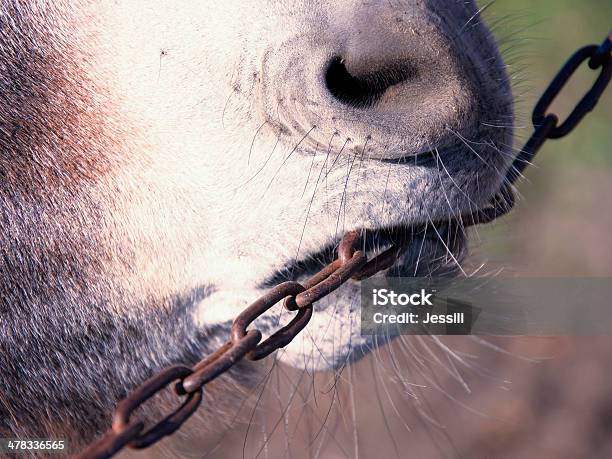 Osioł Na Nogi - zdjęcia stockowe i więcej obrazów Fotografika - Fotografika, Gryźć, Horyzontalny