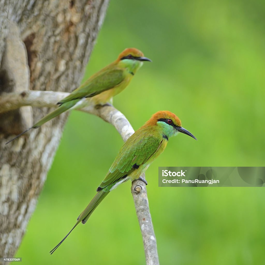 Pouco verde Abelharuco - Royalty-free Abelha Foto de stock