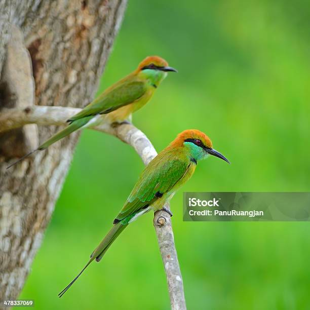 Pouco Verde Abelharuco - Fotografias de stock e mais imagens de Abelha - Abelha, Abelharuco, Animal