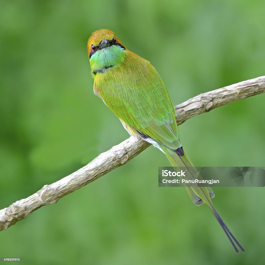 Mały zielony Bee-eater - Zbiór zdjęć royalty-free (Bez ludzi)