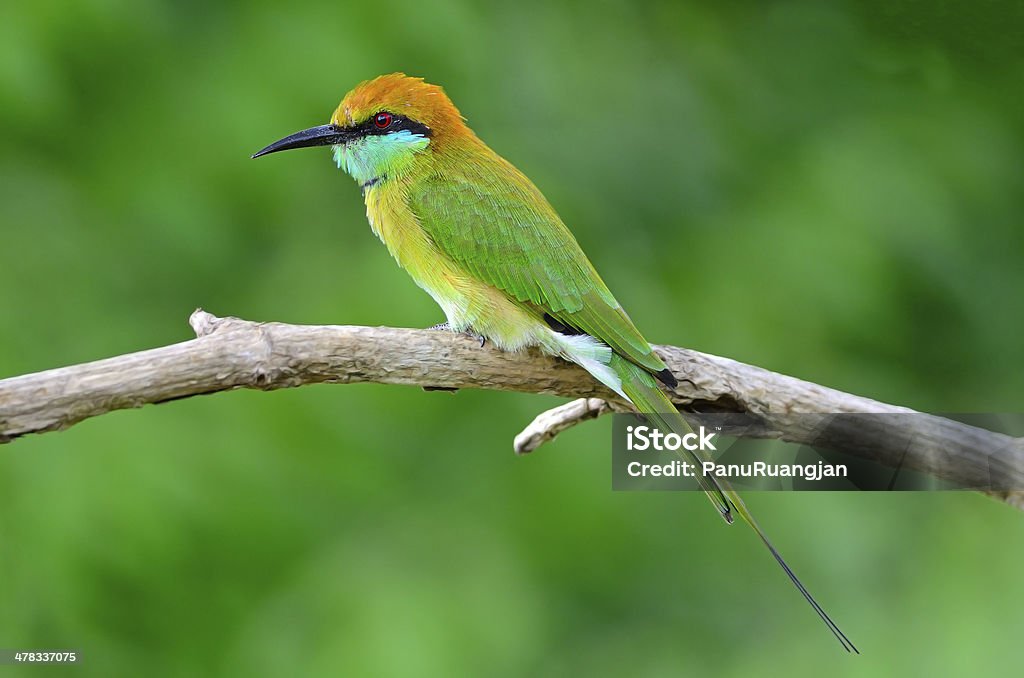 Piccolo Mangiatore di Bee - Foto stock royalty-free di Animale