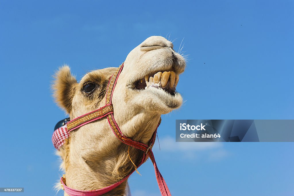 Hocico de África camello - Foto de stock de Aire libre libre de derechos