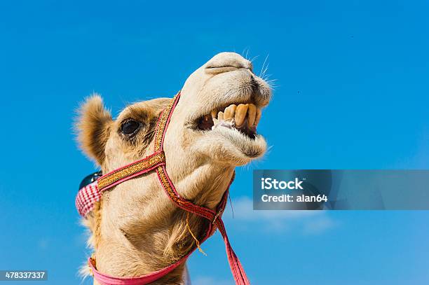 Foto de Focinheira Do Afrocamelo e mais fotos de stock de Animal de Fazenda - Animal de Fazenda, Beduíno, Cativeiro