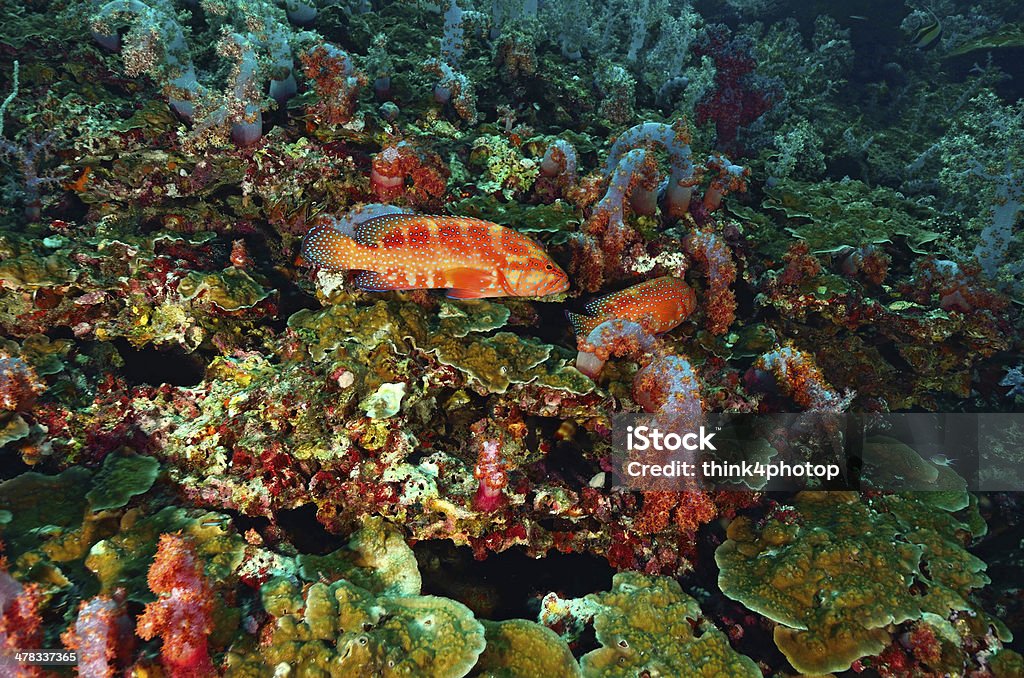Merluzzo swiming in rosso corallo - Foto stock royalty-free di Animale