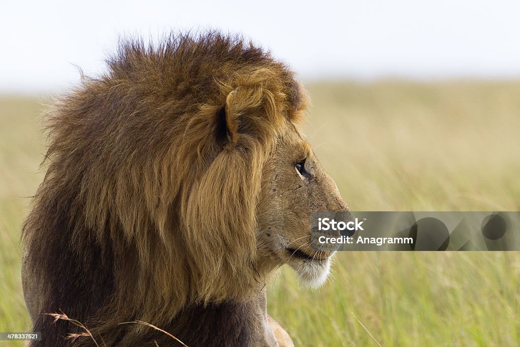 Portrait of a male lion Portrait of a big male lion in Kenya. Lion - Feline Stock Photo