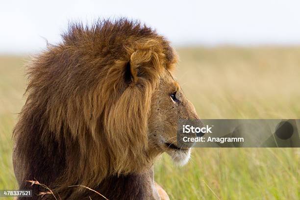 Portrait Of A Male Lion Stock Photo - Download Image Now - Lion - Feline, Profile View, Safari Animals