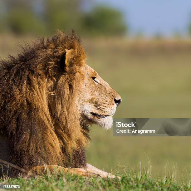 ライオン男性のポートレート - たてがみのストックフォトや画像を多数ご用意 - たてがみ, アフリカ, カラー画像