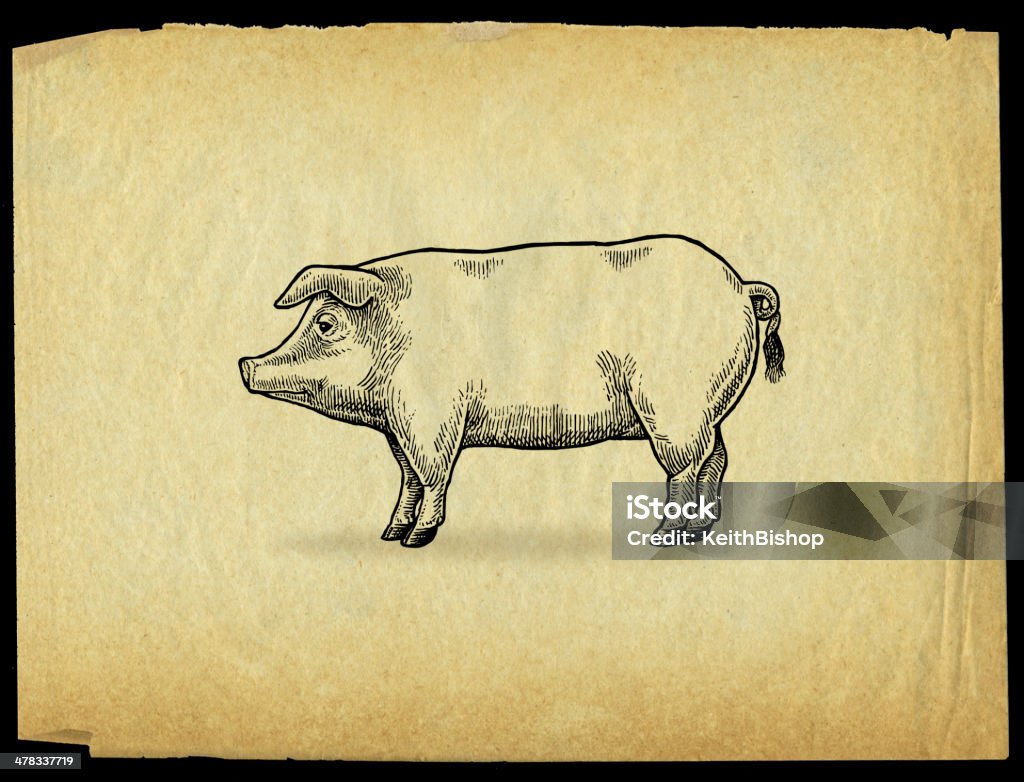 Porc ou de porc-Animal de ferme porcine - Illustration de Animaux domestiques libre de droits