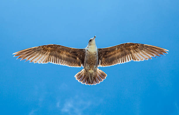 seagull volant dans le ciel bleu - beach 2013 usa sky photos et images de collection