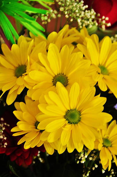 flores arrangment - daisey white flower group of people fotografías e imágenes de stock