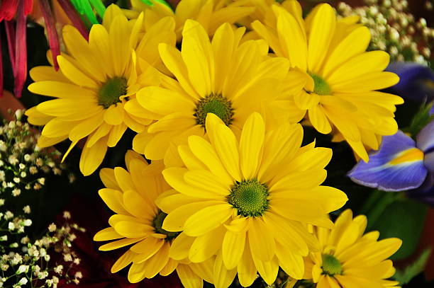 flores arrangment - daisey white flower group of people fotografías e imágenes de stock