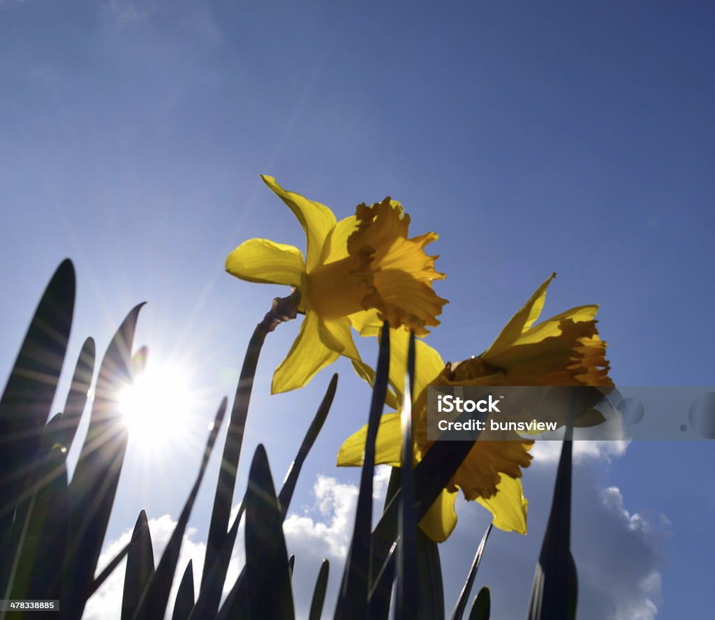 Dafodills in Spring. Bright dafodills under a Beautiful Spring day in England. Beauty In Nature Stock Photo