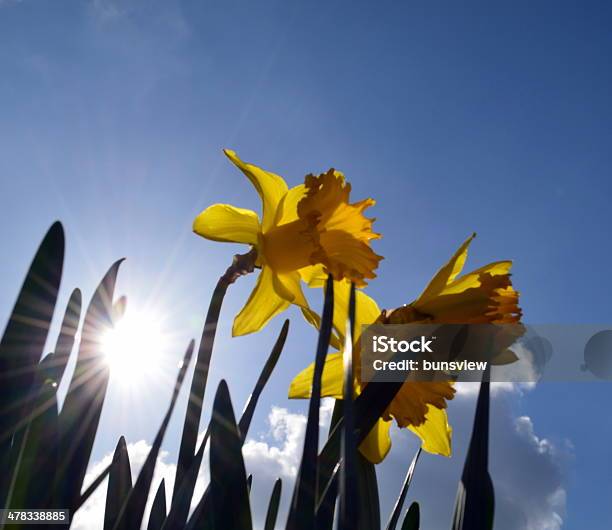 Dafodills In Spring Stock Photo - Download Image Now - Beauty In Nature, Blue, Cloud - Sky