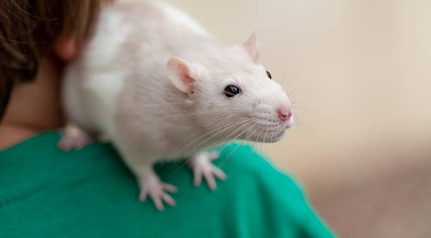 istock Boy with domestic white pet rat perched on his shoulder 478339253