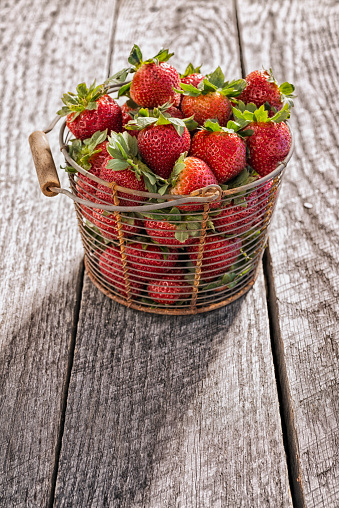 Freshly picked strawberries in an old rusty vintage wire basket  sitting on an old weather wooden table