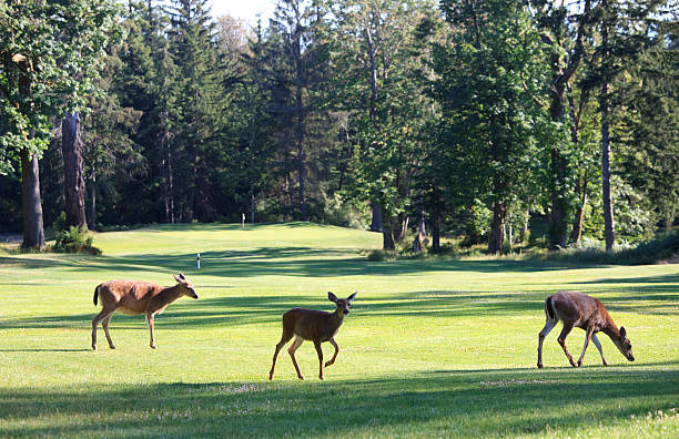 Three Deer on a Beautiful Golf Course stock photo