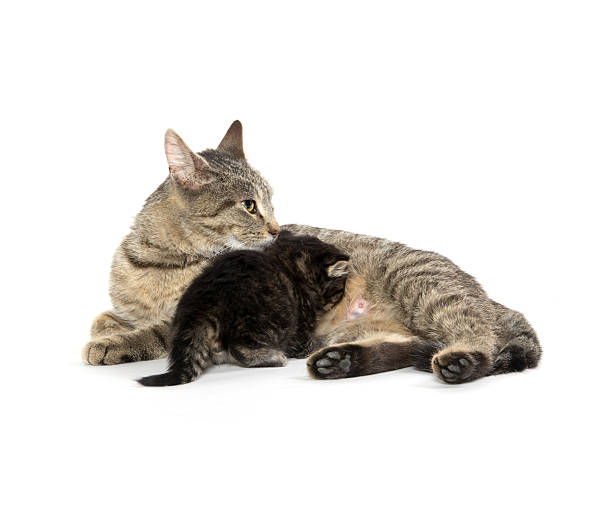 istock Female tabby cat and kitten 478340276