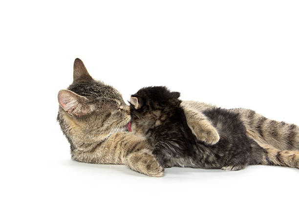 istock Female tabby cat and kitten 478340296
